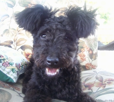 Close up front view - A black Pumi is laying on a bed. It is looking forward, its mouth is open and its tongue is out. It has longer hair on its ears that looks like pom poms.