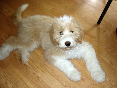 great pyrenees and poodle