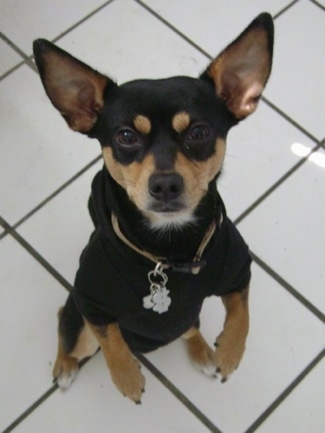 A black with tan Rat-Cha is standing up on its hind legs on a white tiled floor. Its large ears are standing straight up in the air.