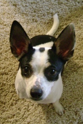 Top down view of a white and black Rat-Cha that is sitting on a carpet and it is looking up. Its large perk ears are standing straight up in the air.