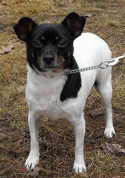 Front side view - A white with black and tan Rat-Cha is standing on brown grass and it is looking forward. Its body is all white and its head is black with a few spots of tan on its eyebrows, snout and undder its chin.