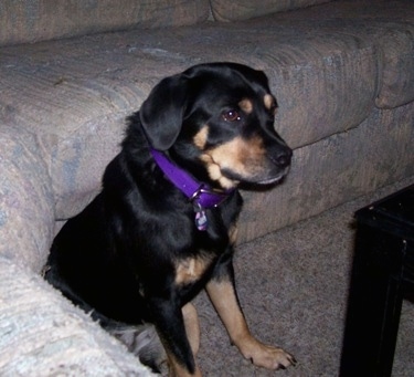 beagle rottweiler