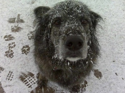 Close up - Top down view of a black furry long haired black dog that is covered in snow, it is sitting on a surface that has a layer of snow on it and it is looking up. It has dark eyes and a black nose.