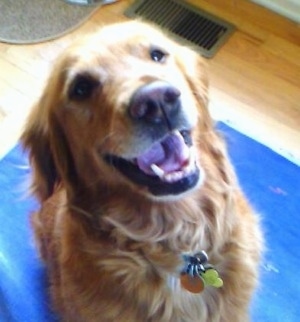 Close up - Topdown view of a Golden Retriever that is sitting on a blue rug, it is looking up, its mouth is open and it looks like it is smiling.