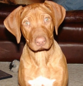 red wheaten ridgeback