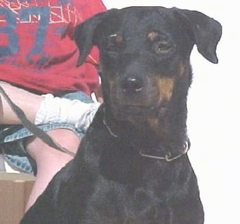 Close up - A black and tan Roman Rottweiler is sitting on a porch and it is looking forward. Behind it is a person in a red shirt.