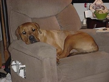 A large-breed, tan Pitweiler dog is laying on a tan recliner chair and it is looking forward with its head on the arm.