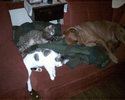 A large-breed, tan Pitweiler dog is laying on its side on a copper brown couch on top of a green jacket with two cats laying at the other end. One cat is pawing at the dog's head.