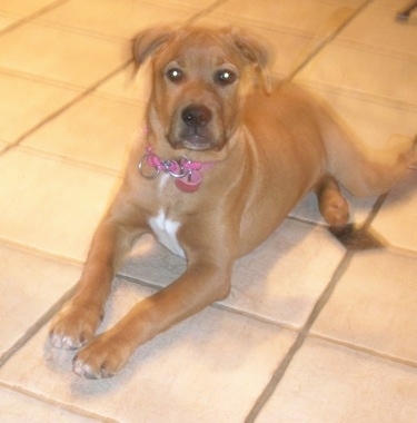 Front side view - A short haired, rose eared, tan with white Pitweiler dog is wearing a pink collar laying on a tan tiled floor with its head up looking forward.