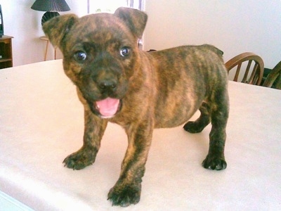 Front side view - A brown brindle Pitweiler puppy is standing on a white kitchen table looking forward. Its mouth is open and tongue is out.