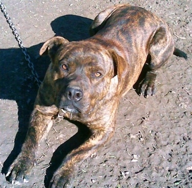 brindle rottweiler mix