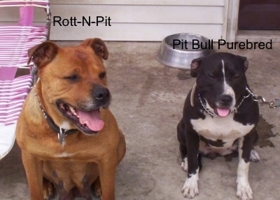 Front view of two panting, wide chested dogs sitting on a concrete patio in front of a house next to a pink and white reclining lawn chair - A red with white Pitweiler and a black with white Pit Bull.
