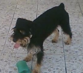 Front side view - A black with tan Rottle dog is standing across a tiled floor. Its mouth is open and tongue is sticking out. There is a green toy in front of it.