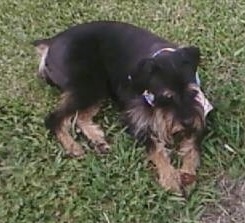 Top down view of a black with tan Rottle dog that is laying in grass.
