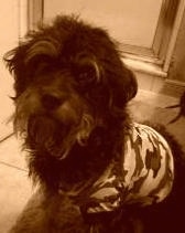 A sepia toned image of a wiry looking black Rottle dog that is wearing a camo shirt. It is looking forward.