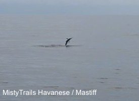 A sailfish jumping out of the water in an ocean.