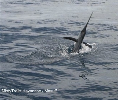 A Sailfish jumping around in a body of water.