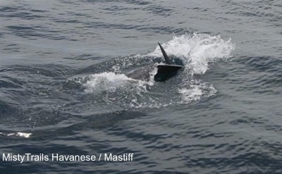 A Sailfish swimming through a body of water.