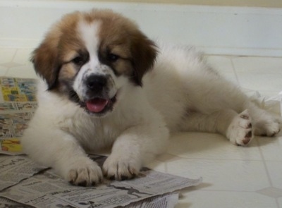 Front side view - A thick coated, white with brown and black Saint Pyrenees puppy is laying on a tiled floor and newspapers.