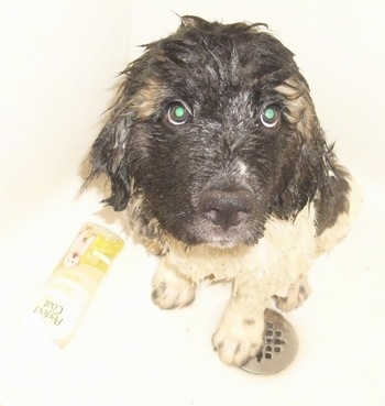 Close up view from the top looking down at the dog - A wet white with brown and black Saint Pyrenees puppy is sitting on a tub and it is looking up. There is a bottle of shampoo to the left of it.