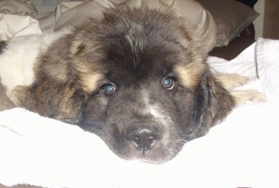 Close up front view head shot - A fluffy, thick-coated, white with brown and black Saint Pyrenees puppy is laying down on a couch on top of a white towel looking forward.