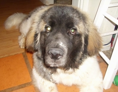 Close up front view - A white with brown and black Saint Pyrenees is laying in a doorway, it is looking up and its head is slightly tilted to the right.