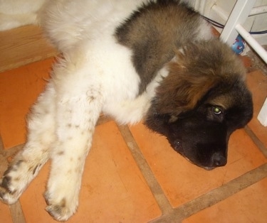 Upper body shot - A white with brown and black Saint Pyrenees is laying on its right side on a brick colored tiled floor.