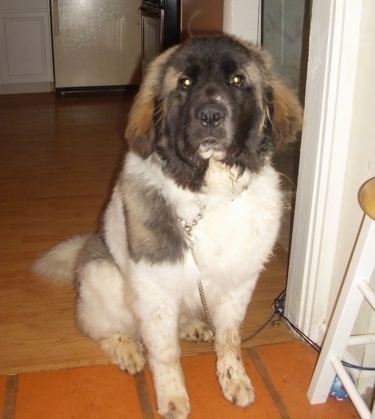 A white with brown and black, extra large breed, Saint Pyrenees dog is sitting on a wood floor with its front legs on a brick colored tiled floor in a doorway looking forward.