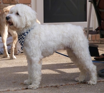 schnauzer miniature poodle mix