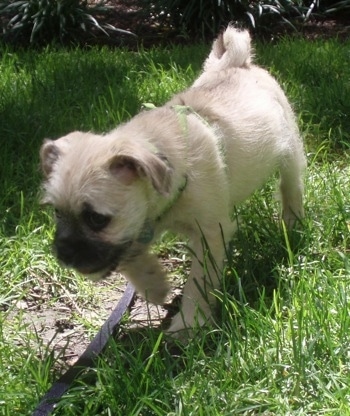 A tan with black Schnug puppy wearing a lime green harness is looking down at the grass and it is walking to the left.