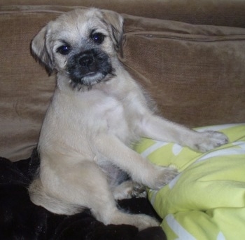 A tan with black Schnug puppy is sitting on its butt against the back of a tan couch. It is on top of a black blanket. The dog has its front paws on a blanket colored like a tennis ball. The puppy is looking forward. Its body is tan and its snout is wiry looking and black in color.