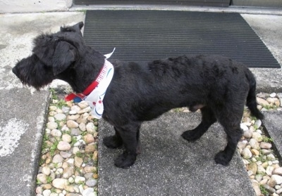 Left Profile - A short-legged, low to the ground black Scoodle dog is standing across a stone step wearing a white bandana looking to the left. The dog's front legs are shorter than its back legs.