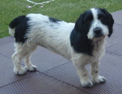 spaniel terrier cross