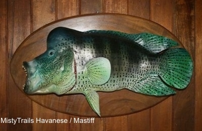 An ugly fish with a large lump above its head is hanging on a plaque on a wall. It is placed to the left. Its mouth is open.