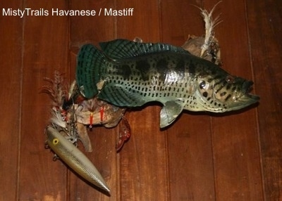 A fish is hanging on a wall, it is facing the right. Behind and hanging down under it is a lot of lures attached to it.