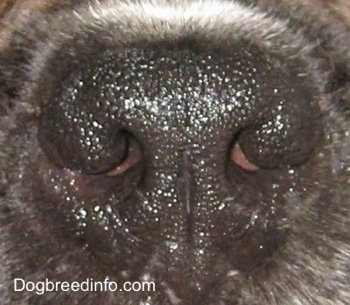 Close Up - A Boxer's shiny black nose