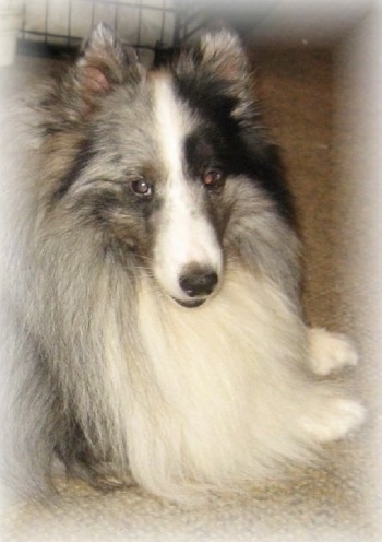 Close up head shot - A long haired, thick coated, grey, white and black Shetland Sheepdog is laying across a carpeted surface, it is looking forward and its mouth is slightly open.