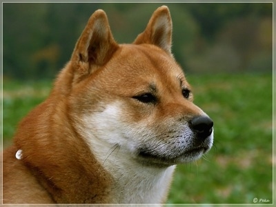 Shiba Inu Dog Breed Pictures, 2