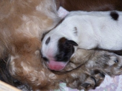 A small, newborn white with black Shih Apso puppy is laying on the backside of a tan Lhasa Apso.