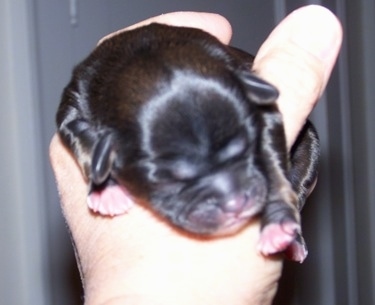 A tiny newborn black Shih Apso puppy is being held in the air by a persons hand.