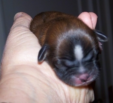 A tiny newborn brown with black and white Shih Apso puppy is being held in the air by a persons hand.