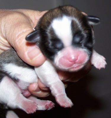 The right side of a tiny newborn brown with black and white Shih Apso puppy that is being held in the air by a persons hand.