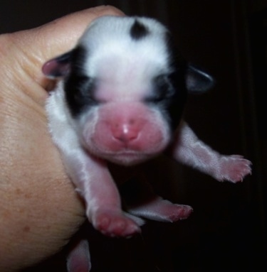 Close up - A person is holding a small newly born black and white Shih Apso puppy in there hand. The puppy has a pink nose and snout.