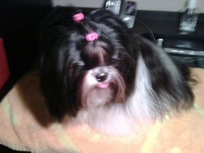 Close up - A long coated, black with white and brown Shih-Tzu is sitting on an orange towel, it has two pink ribbons in its hair, its mouth is open, its tongue is out and it is looking down and to the right.