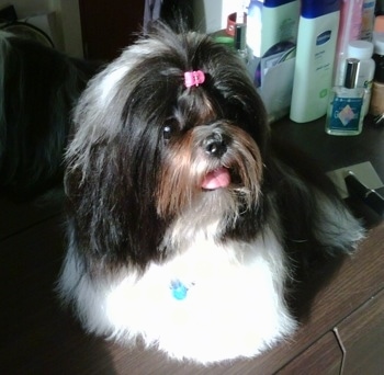 Close up - A longhaired, nicely groomed, black with white and brown Shih-Tzu is sitting on a dresser, it has a pink ribbon in its hair, it is looking to the right, its mouth is open and its tongue is out.