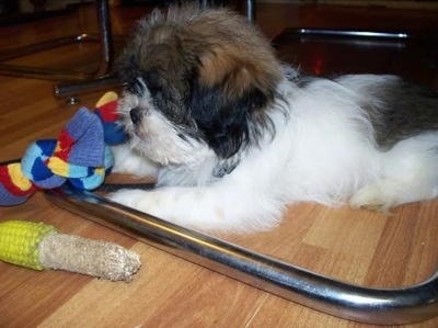 The right side of a fluffy black and white Shih-Tzu that is laying under a chair and it is looking at mittens in front of it. There is a half eaten corn cob in front of it.