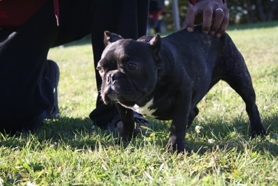 A low to the ground, wide chested, short legged, black with white Shorty Bull puppy is standing across a field and it is looking to the left. There is a person kneeling behind it. The dog has a round head and a thick body.