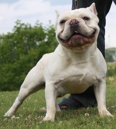 Close up front view - A wide chested, shorthaired, white Shorty Bull dog is standing across grass and it is looking forward and it looks like it is smiling. Its mouth is very wide and looks like the Joker from Batman. There is a person standing behind it. It has small pointy croped perk ears.