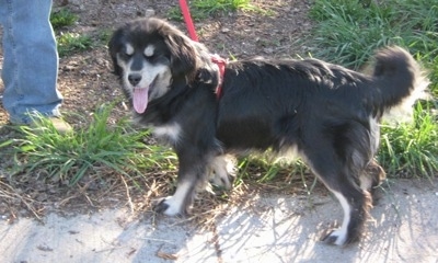 The left side of a black with tan Siberian Cocker that is standing across a sidewalk and it is looking forward. Its mouth is open and tongue is sticking out. The dog looks happy.