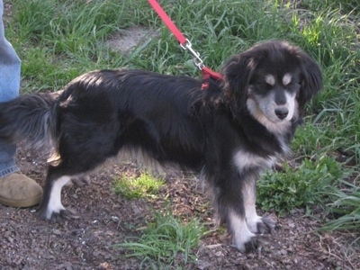 cocker husky mix